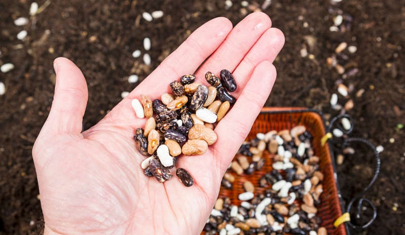 bean seeds in hand